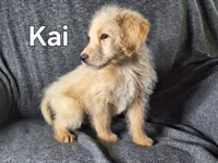 Kai (mini), a male Goldendoodle and Labradoodle for sale in Sylvester, GA – 3 of 4