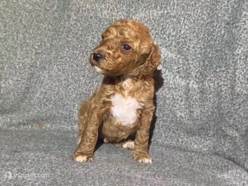Marcie  – Poodle - Standard  puppy for sale in Sylvester, GA