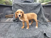 Ian(mini), a male Irish Doodle for sale in Sylvester, GA – 3 of 3