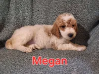 Megan, a female Poodle - Standard  for sale in Sylvester, GA – 3 of 4