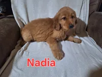 Nadia, a female Golden Retriever and Irish Setter for sale in Sylvester, GA – 4 of 4