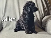 Jalen (f1bb), a male Labradoodle for sale in Sylvester, GA – 3 of 4