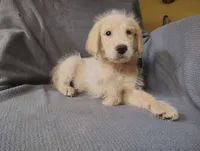 Kai(mini), a male Goldendoodle and Labradoodle for sale in Sylvester, GA – 1 of 4