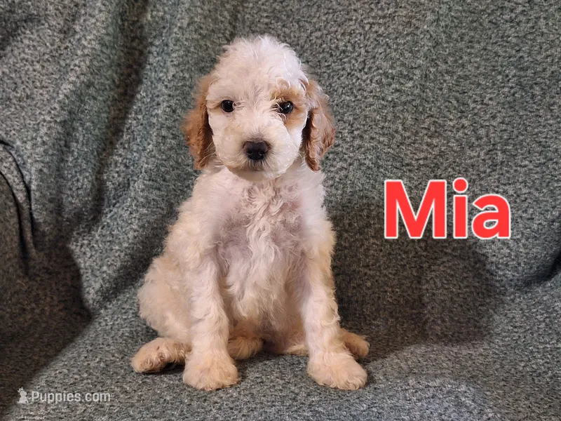 Mia – Poodle - Standard  puppy for sale in Sylvester, GA