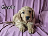 Gavin, a male Golden Irish for sale in Sylvester, GA – Photo 3 of 4