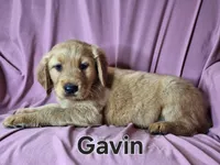 Gavin, a male Golden Irish for sale in Sylvester, GA – Photo 4 of 4