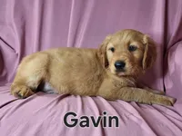 Gavin, a male Golden Irish for sale in Sylvester, GA – Photo 1 of 4