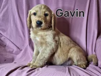 Gavin, a male Golden Irish for sale in Sylvester, GA – Photo 2 of 4