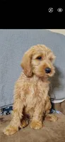 Ichabod (mini), a male Irish Doodle for sale in Sylvester, GA – 2 of 5