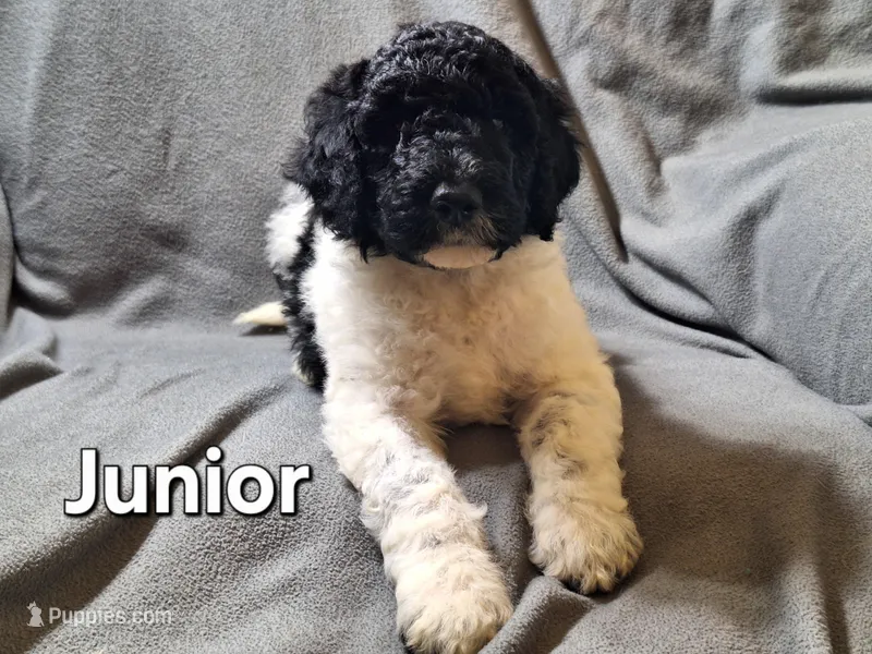 Junior(f1bb) – Labradoodle puppy for sale in Sylvester, GA