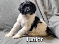 Junior(f1bb), a male Labradoodle for sale in Sylvester, GA – 2 of 4