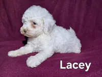 Lacey, a female Cockapoo for sale in Sylvester, GA – 2 of 4