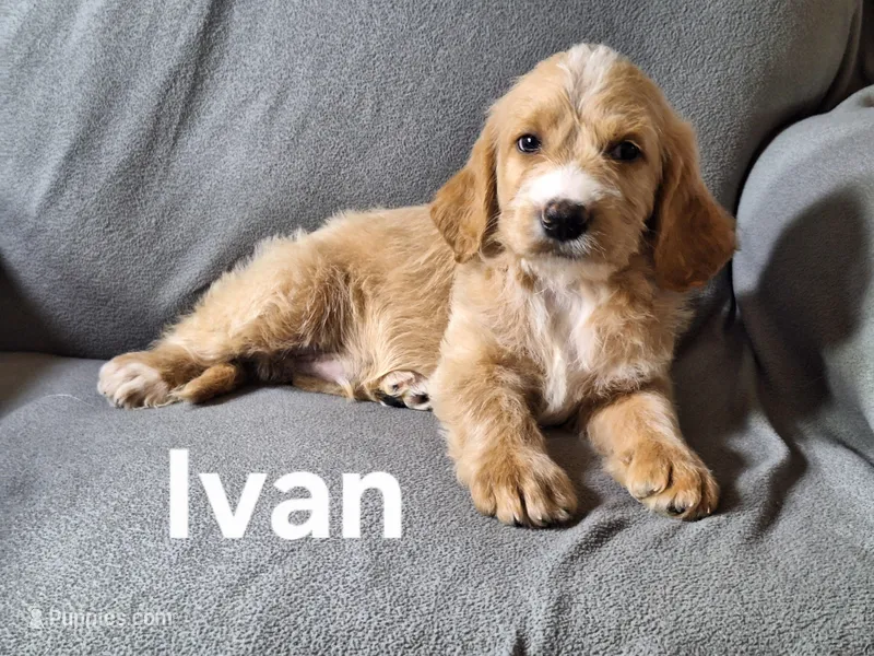 Ivan(mini) – Irish Doodle puppy for sale in Sylvester, GA