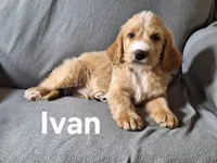 Ivan(mini), a male Irish Doodle for sale in Sylvester, GA – Photo 1 of 4