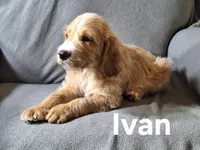 Ivan(mini), a male Irish Doodle for sale in Sylvester, GA – Photo 4 of 4