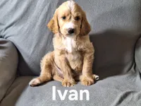 Ivan(mini), a male Irish Doodle for sale in Sylvester, GA – Photo 3 of 4