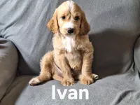 Ivan(mini), a male Irish Doodle for sale in Sylvester, GA – 2 of 4