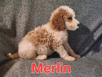 Merlin, a male Poodle - Standard  for sale in Sylvester, GA – 4 of 4