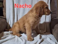 Nacho, a male Golden Retriever and Irish Setter for sale in Sylvester, GA – 3 of 4