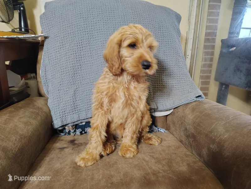 Ichabod (mini) – Irish Doodle puppy for sale in Sylvester, GA