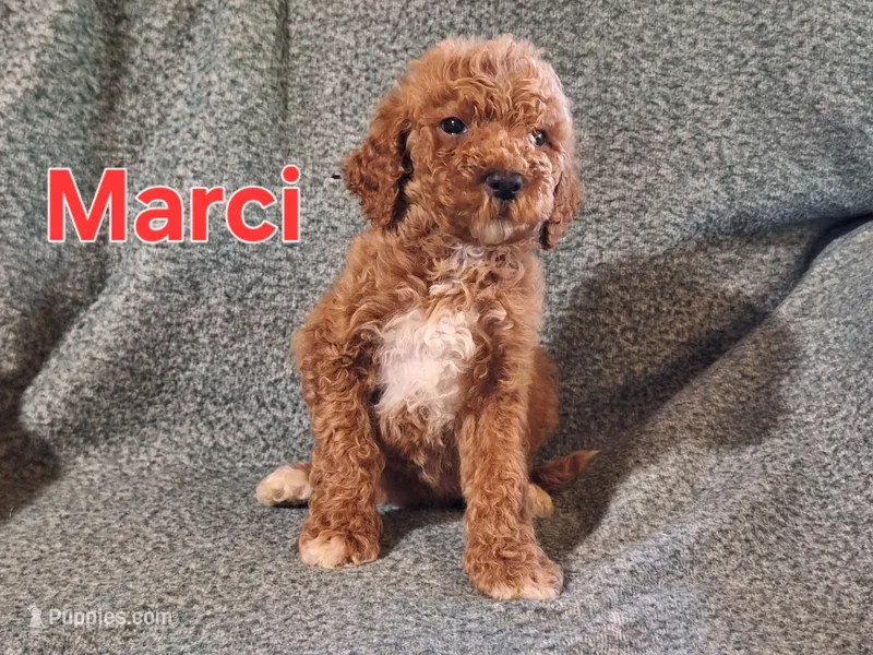 Marcie  – Poodle - Standard  puppy on hold in Sylvester, GA