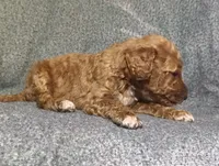 Marcie , a female Poodle - Standard  for sale in Sylvester, GA – 4 of 4