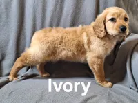 Ivory(mini), a female Irish Doodle and Double Doodle for sale in Sylvester, GA – Photo 4 of 4