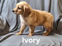 Ivory(mini), a female Irish Doodle and Double Doodle for sale in Sylvester, GA – Photo 2 of 4