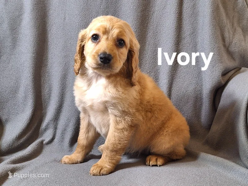 Ivory(mini) – Irish Doodle, Double Doodle puppy for sale in Sylvester, GA