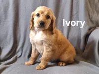 Ivory(mini), a female Irish Doodle and Double Doodle for sale in Sylvester, GA – Photo 1 of 4