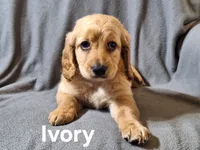 Ivory(mini), a female Irish Doodle and Double Doodle for sale in Sylvester, GA – Photo 3 of 4
