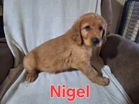 Nigel, a male Golden Retriever and Irish Setter for sale in Sylvester, GA – 4 of 4