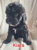Kiara(mini), a female Goldendoodle and Labradoodle for sale in Sylvester, GA – 2 of 4