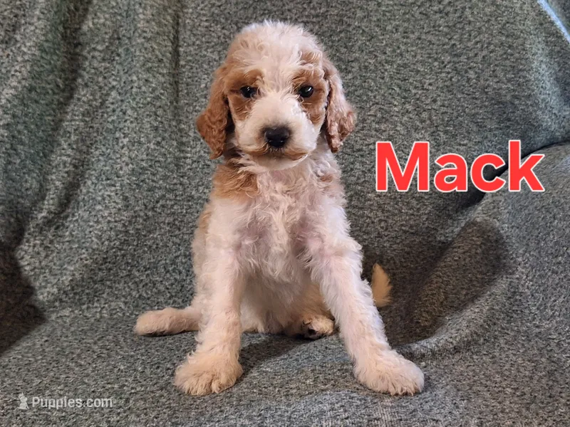 Mack – Poodle - Standard  puppy for sale in Sylvester, GA