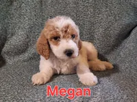 Megan, a female Poodle - Standard  for sale in Sylvester, GA – 4 of 4