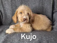 Kujo(mini) , a male Goldendoodle and Labradoodle for sale in Sylvester, GA – 4 of 4