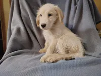 Kai(mini), a male Goldendoodle and Labradoodle for sale in Sylvester, GA – 4 of 4