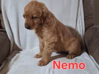 Nemo, a male Golden Retriever and Irish Setter for sale in Sylvester, GA – 4 of 4