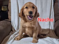 Nacho, a male Golden Retriever and Irish Setter for sale in Sylvester, GA – 1 of 4