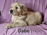 Gabe, a male Golden Retriever for sale in Sylvester, GA – Photo 4 of 4