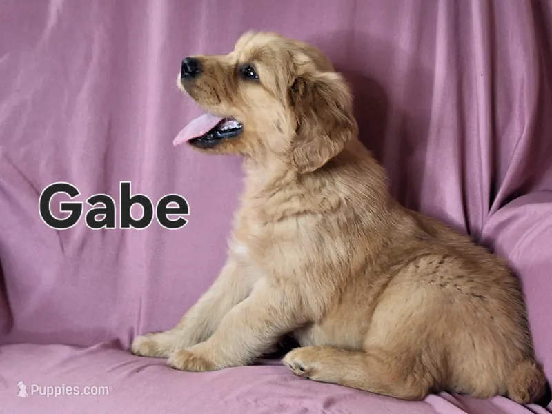 Gabe – Golden Retriever puppy for sale in Sylvester, GA