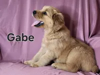 Gabe, a male Golden Retriever for sale in Sylvester, GA – Photo 1 of 4