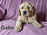 Gabe, a male Golden Retriever for sale in Sylvester, GA – Photo 3 of 4