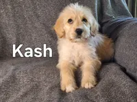 Kash(mini), a male Goldendoodle and Labradoodle for sale in Sylvester, GA – 2 of 4