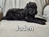 Jalen (f1bb), a male Labradoodle for sale in Sylvester, GA – 3 of 4
