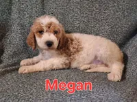 Megan, a female Poodle - Standard  for sale in Sylvester, GA – 2 of 4