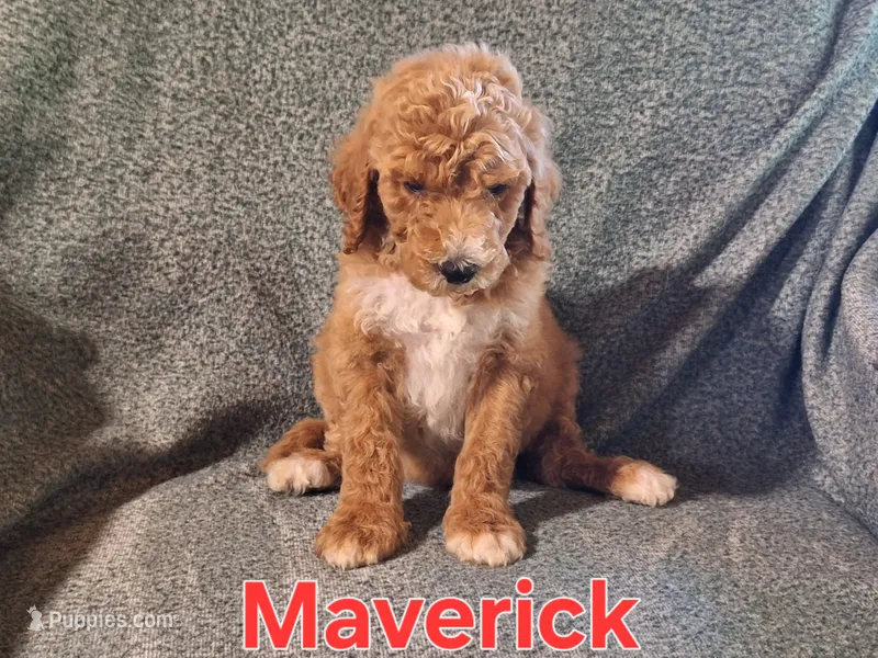 Maverick  – Poodle - Standard  puppy for sale in Sylvester, GA