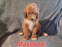 Maverick , a male Poodle - Standard  for sale in Sylvester, GA – 1 of 4