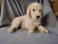 Kai(mini), a male Goldendoodle and Labradoodle for sale in Sylvester, GA – 2 of 4