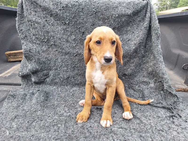 Ian (mini) – Irish Doodle puppy for sale in Sylvester, GA